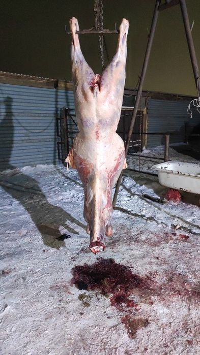 байтал жирные двухлетки