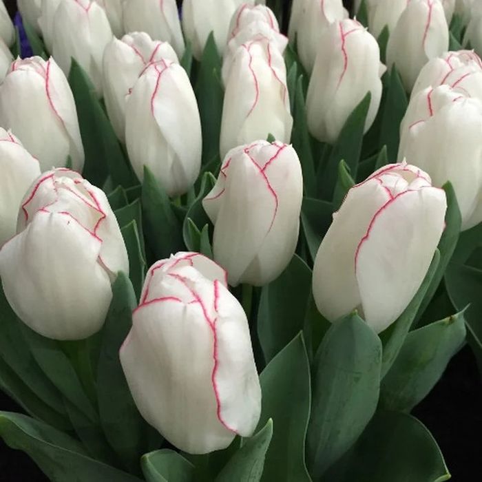 Цветы в подарок к 8-марта.