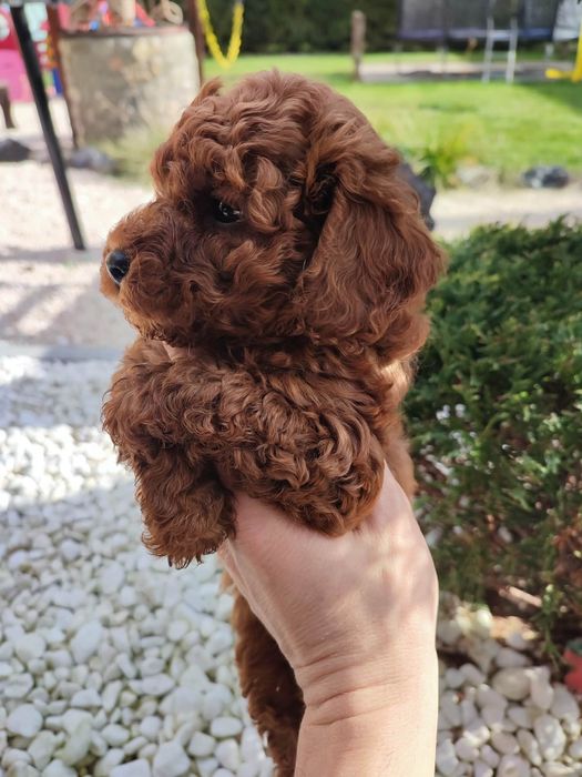 Пудел Той/Poodle Toy