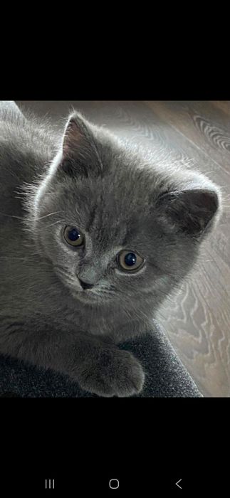 Продам  шотландских котят