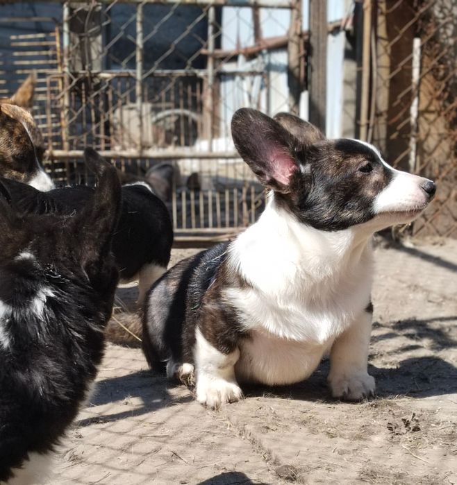 Щенки вельш корги кардиган