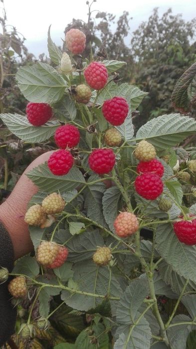 Vita de vie de masa, zmeura și Mure, diverse soiuri de pomi fructiferi