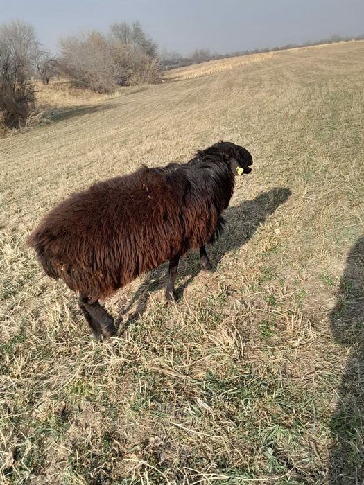 Продам барана ...