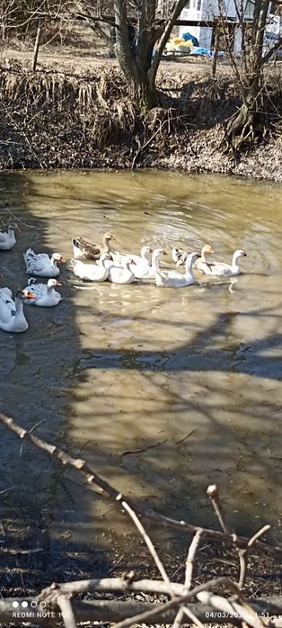 Oua de gaini de rasa, rate ciocolatii, negru sălbatic și ouă de gâscă