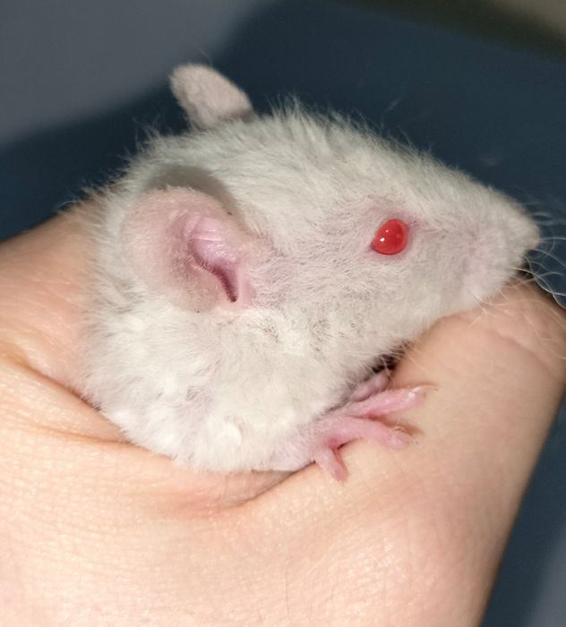 Декоративные ручные крысы
