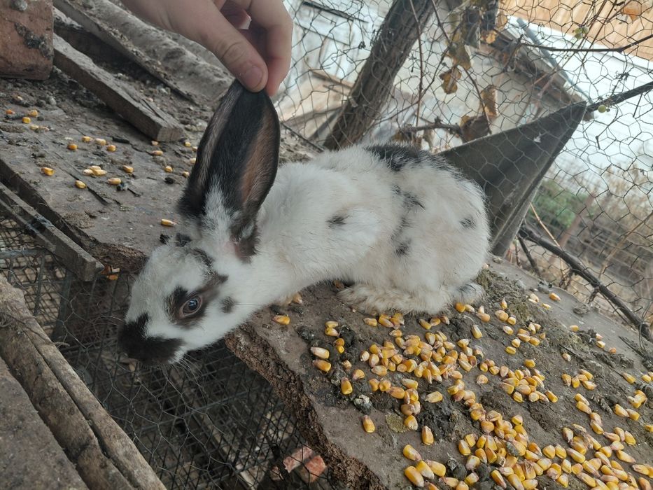 Iepuri- rasa urias belgian-uriaș german