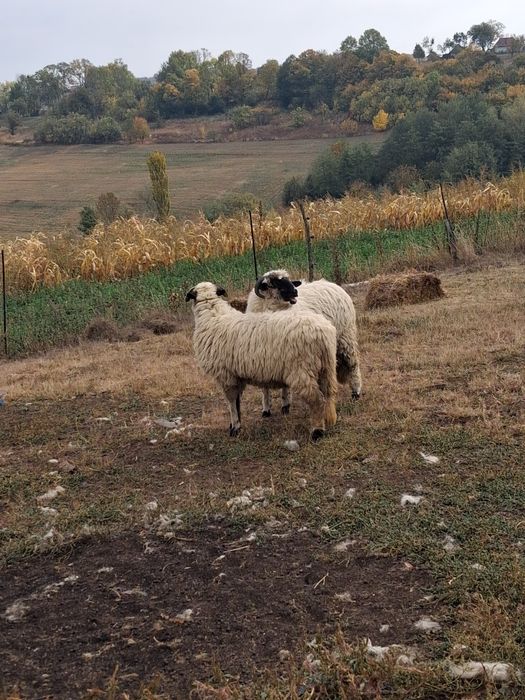 Vând două miele.