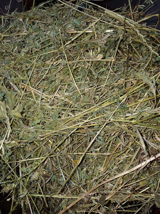 Vand lucerna si fan la baloti mici