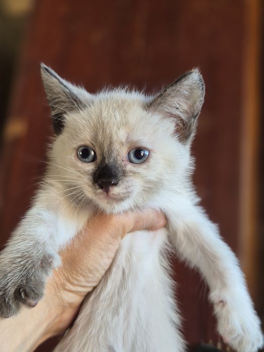 Отдам котят в хорошие руки