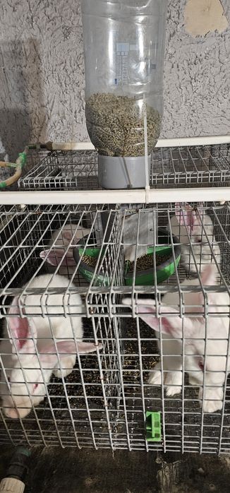 Vand iepuri Hycole francez si Panon alb, varsta 4-6 saptamani - 3 luni