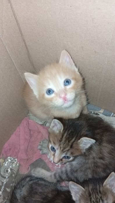 Котята в добрые руки