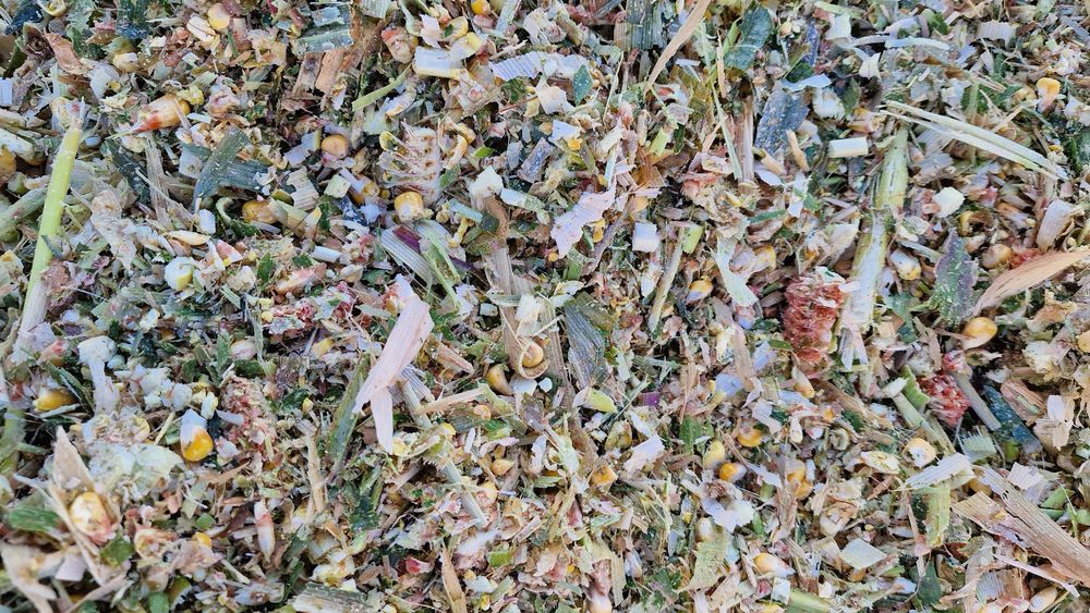 Царевичен силаж 2025