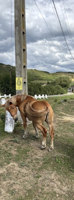 Vand manza de un an jumatate