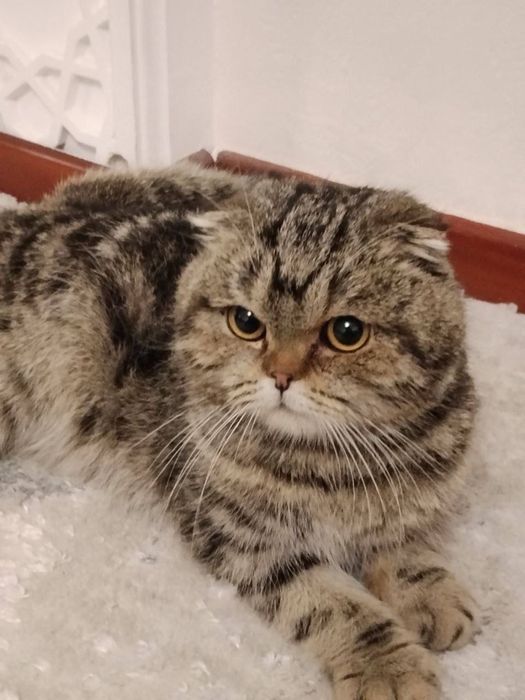 parodali mushuk kelishamiz