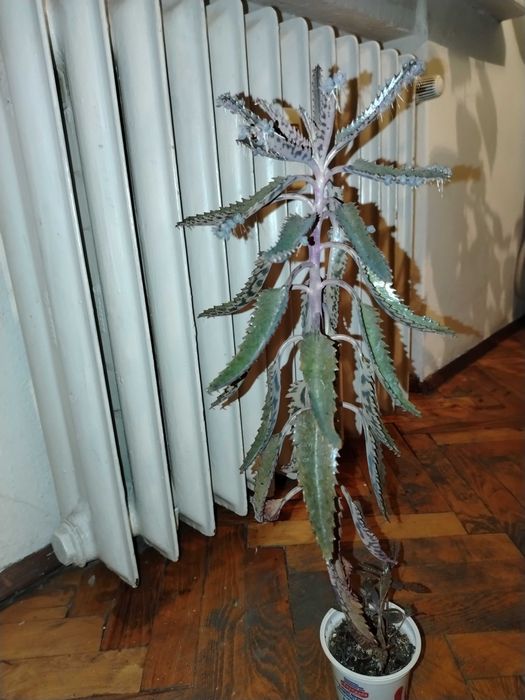 Стайни цветя различни видове