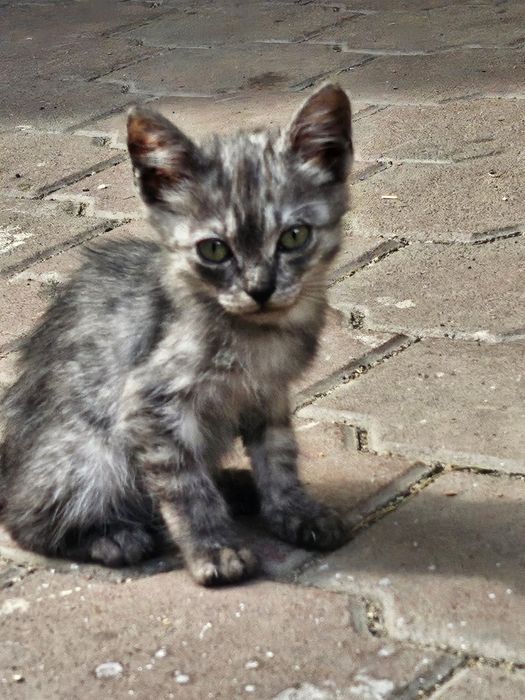 Отдам котят в хорошие руки