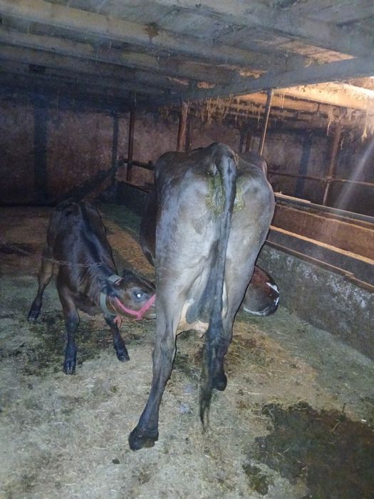 Vând vaca fatata 12 kg la mulsoare