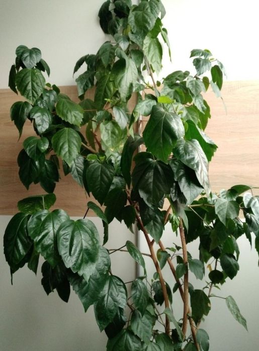 Trandafir japonez, hibiscus