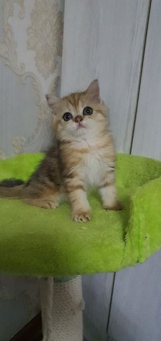 Скотиш страйт мраморная шиншила