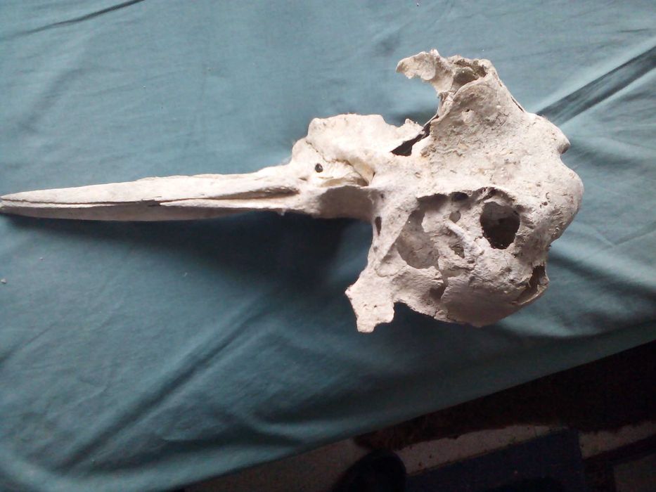 Вкаменелости от динозавър Рекс