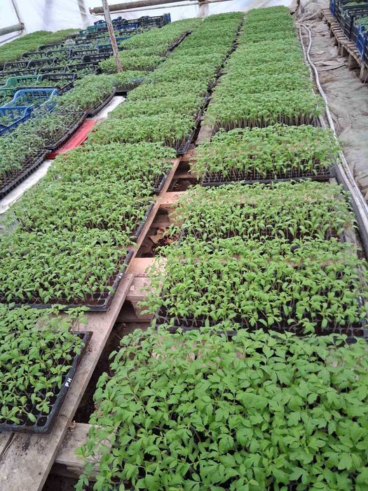 Разсад домати за пикиране