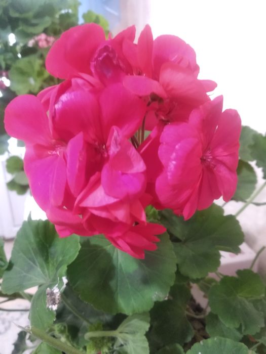 Предлагаю комнатные цветы и черенки пеларгоний