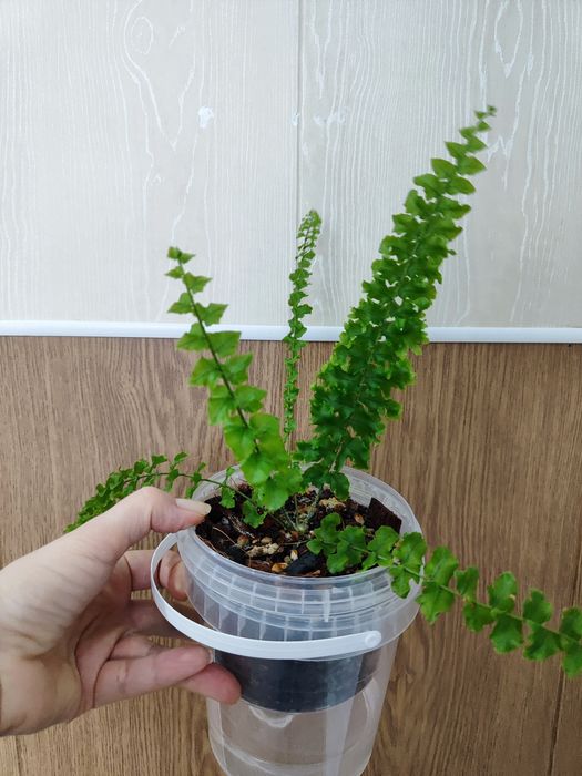 Нефролепис Дассада