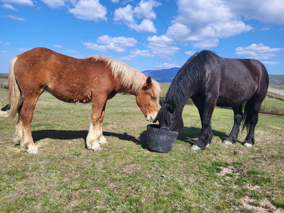 Cai de vânzare, iepe gestante, mânze