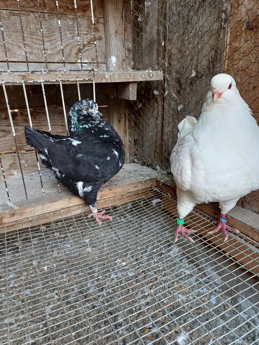 Porumbei king de vanzare