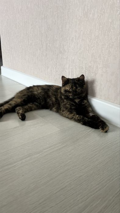 Кошка черепахового окраса