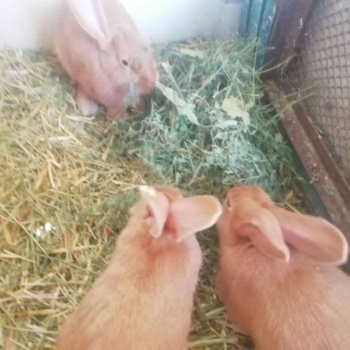 Бургундские кролики 300 000 сум