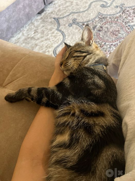 Кот бенгальский пародистый