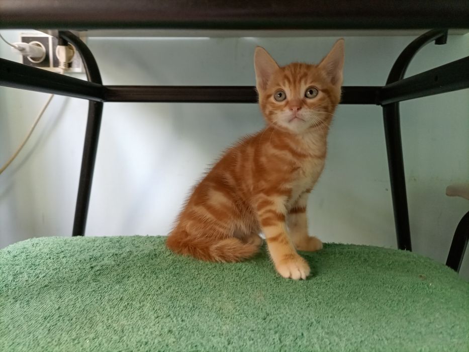 Котёнок продам продам.