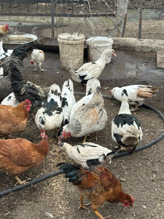 Продам уток и селезень