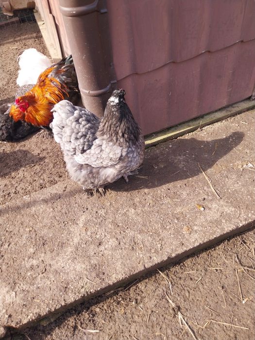 Vand pui   oua ,Brahma, toate culorile cochinchina,motate olandeze,