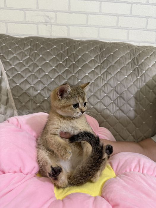 Золатая шиншилла боласи сотилади 2 ярим ойлик