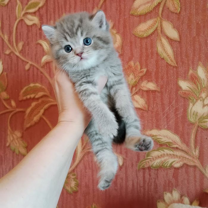 Роскошные девочки Скоттиш фолд Страйт