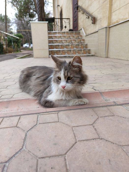 Отдадим в добрые руки!