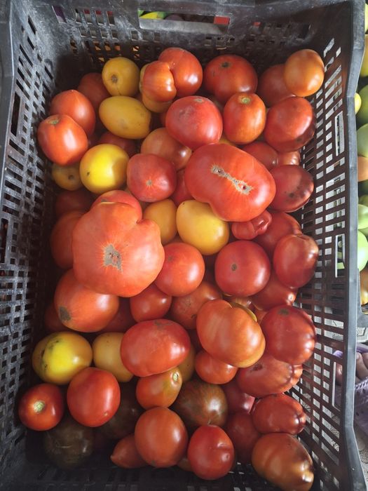 Продам домашние помидоры