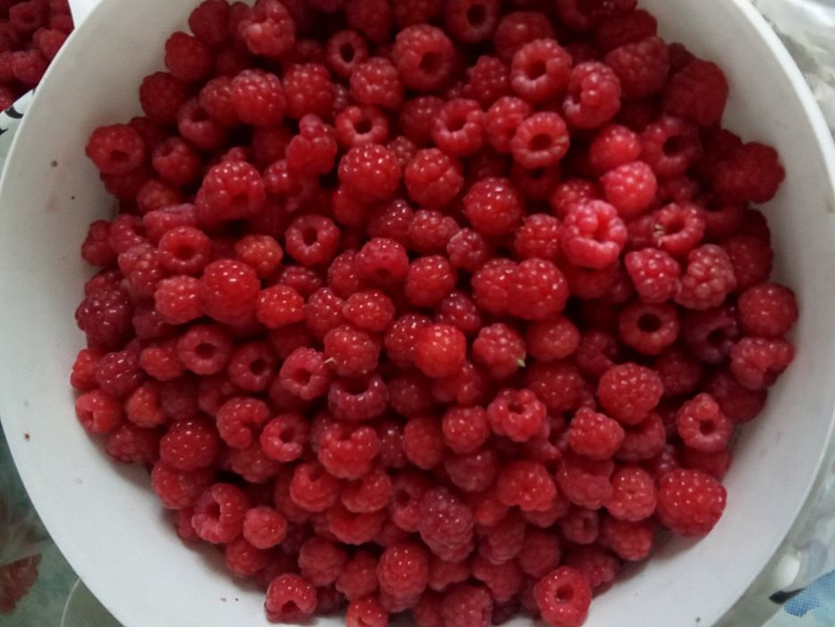 Продам свежесобранную малину