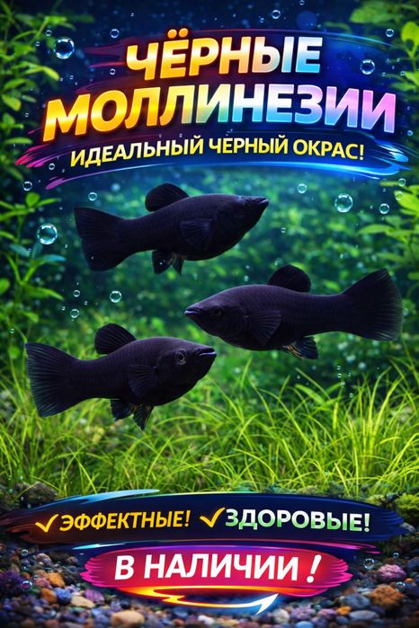 Аквариумная рыбка Моллинезия