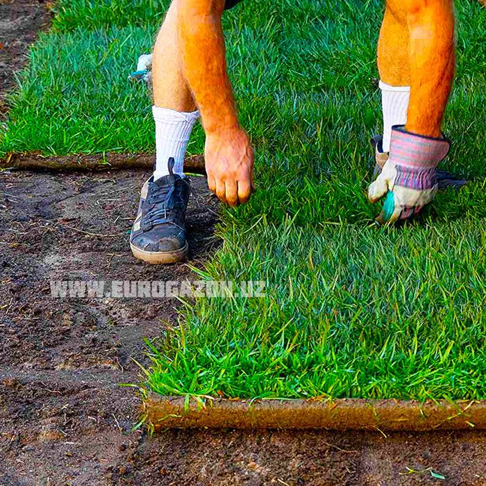 gazon toshkent рулонные газоны в ташкенте