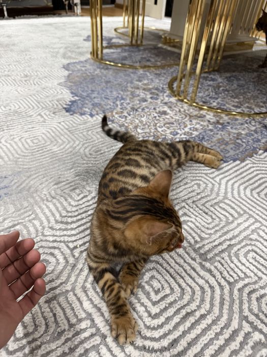 Бенгал мушуги срочна сотилади