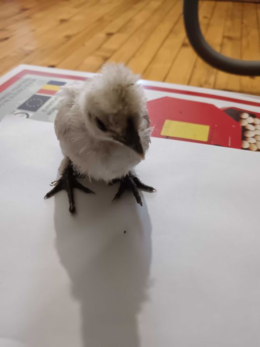 Декоративни пиленца