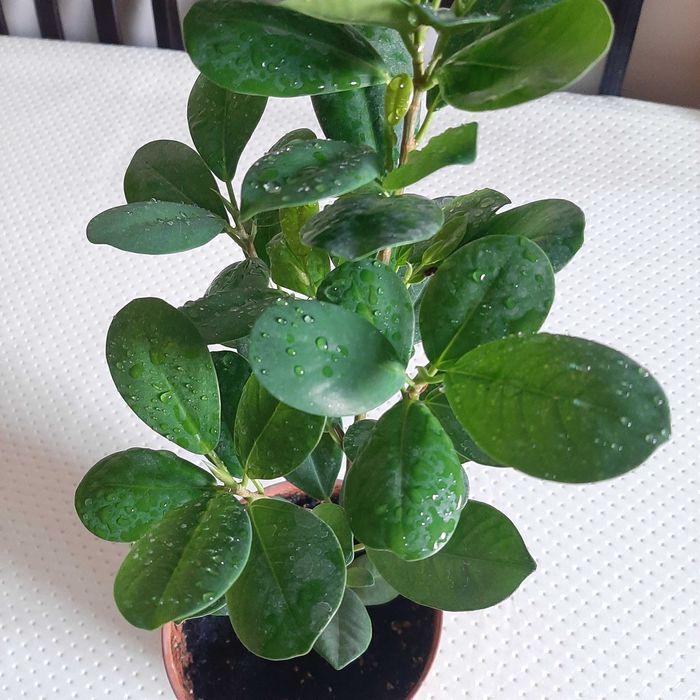 Комнатные цветы  для интерьера