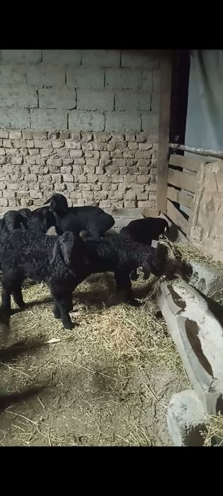 Козылар сатылады козы