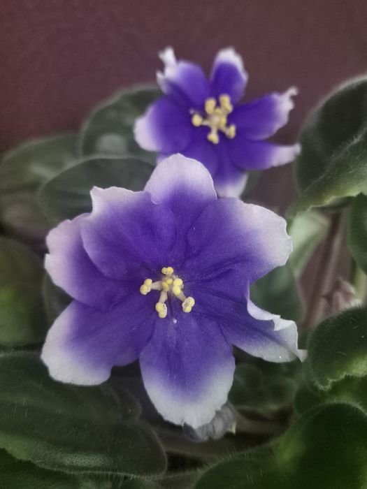 Комнатный цветок. Фиалка.
