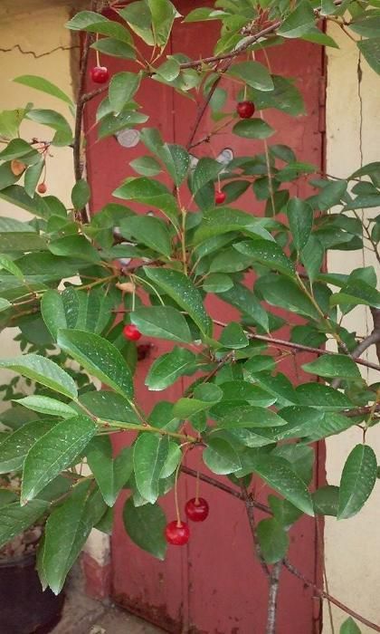 pomi fructiferi in ghiveci