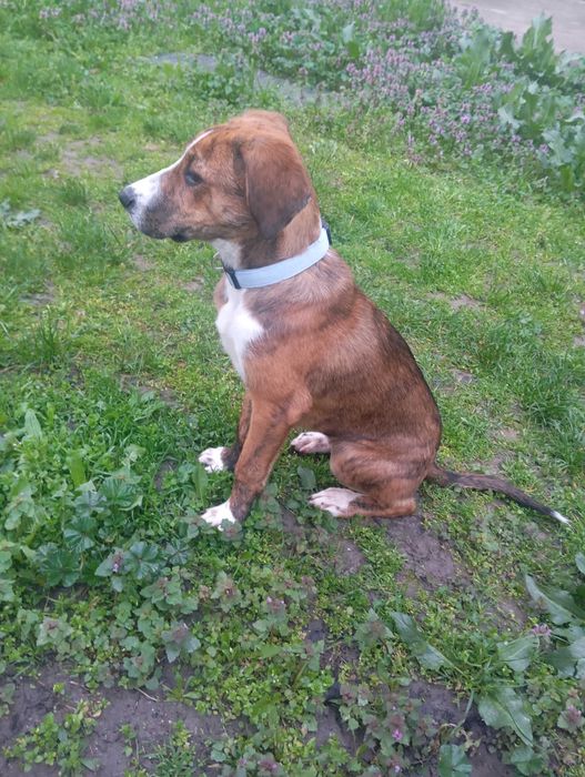 Женско куче на 5 месеца. МОЛЯ ПРОЧЕТЕТЕ ОПИСАНИЕТО!!!