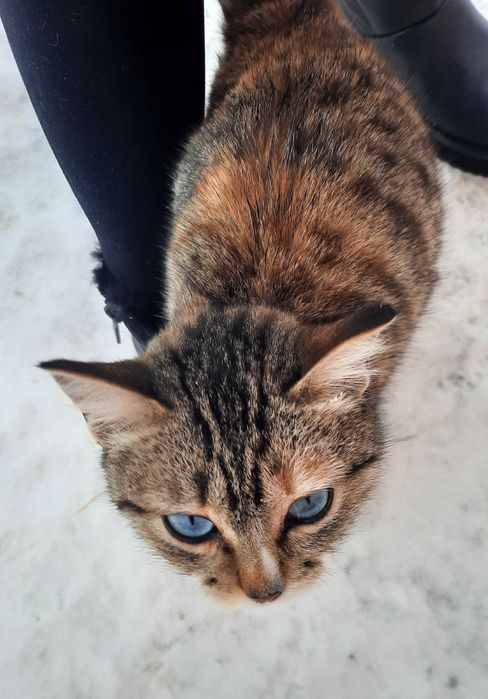 Голубоглазая красавица